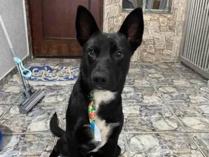 Cachorro raça SRD-ViraLata idade 7 a 11 meses nome Adoção Urgente