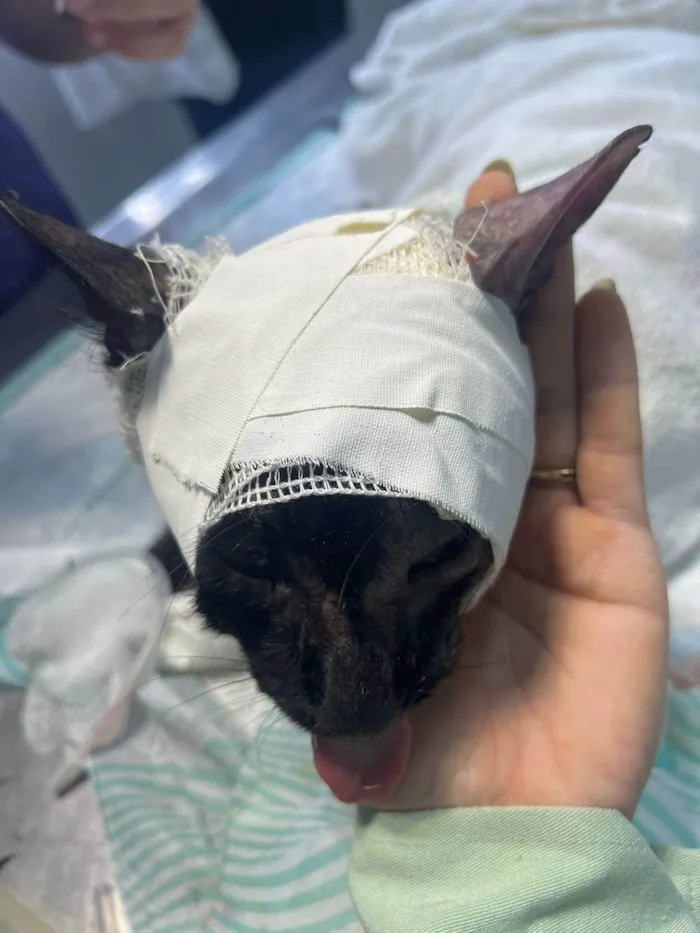 Gato ra a SRD-ViraLata idade 4 anos nome BATMAN