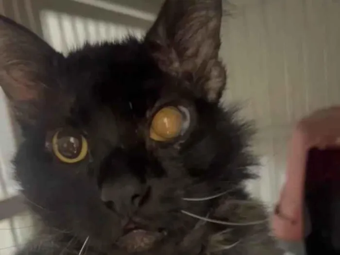 Gato ra a SRD-ViraLata idade 4 anos nome BATMAN