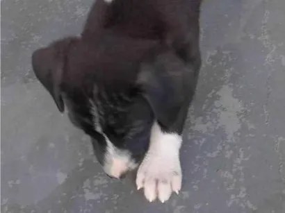 Cachorro raça SRD-ViraLata idade Abaixo de 2 meses nome Colera 