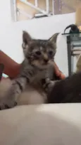 Gatos 1 mês de idade