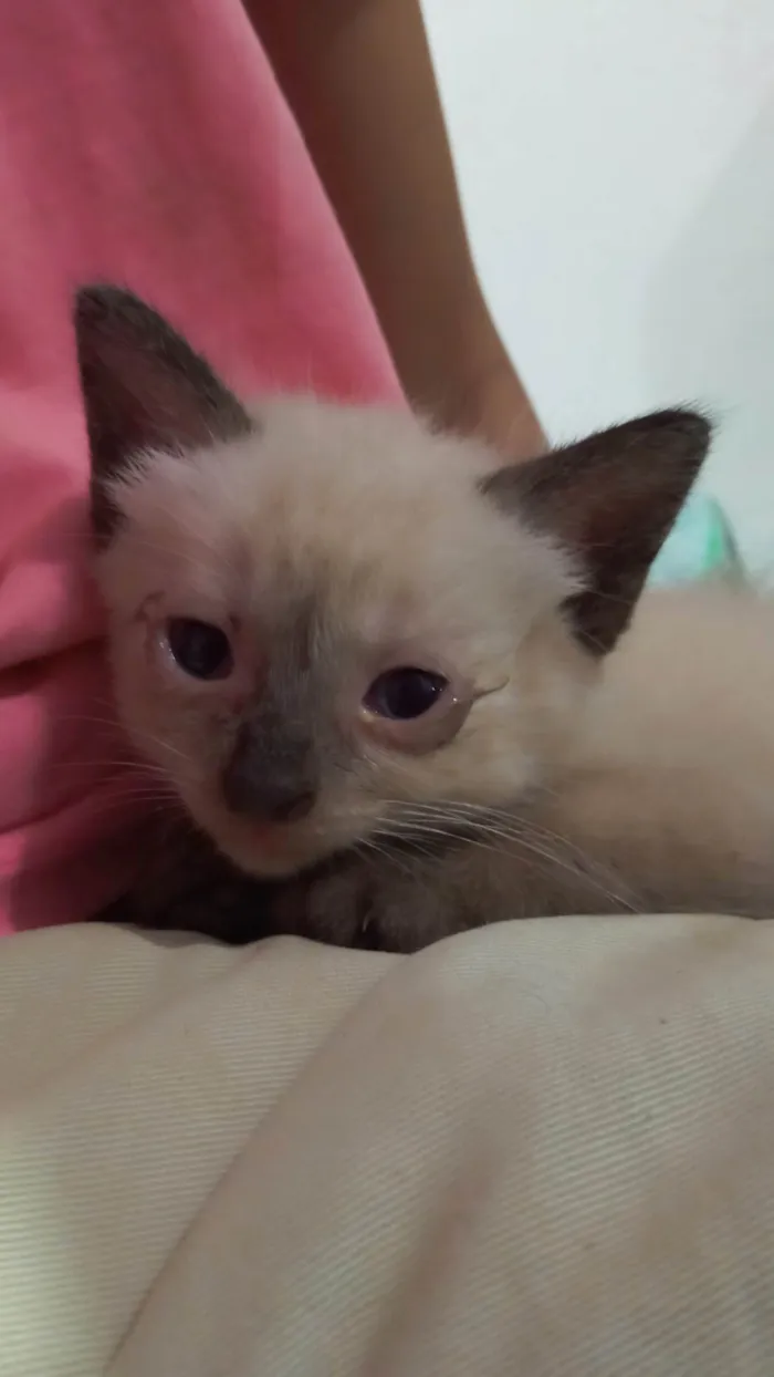 Gato ra a Siamês idade Abaixo de 2 meses nome Gatos 1 mês de idade 