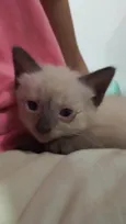 Gatos 1 mês de idade