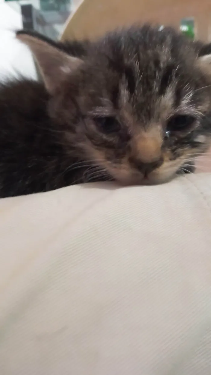 Gato ra a Siamês idade Abaixo de 2 meses nome Gatos 1 mês de idade 