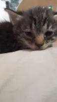 Gatos 1 mês de idade