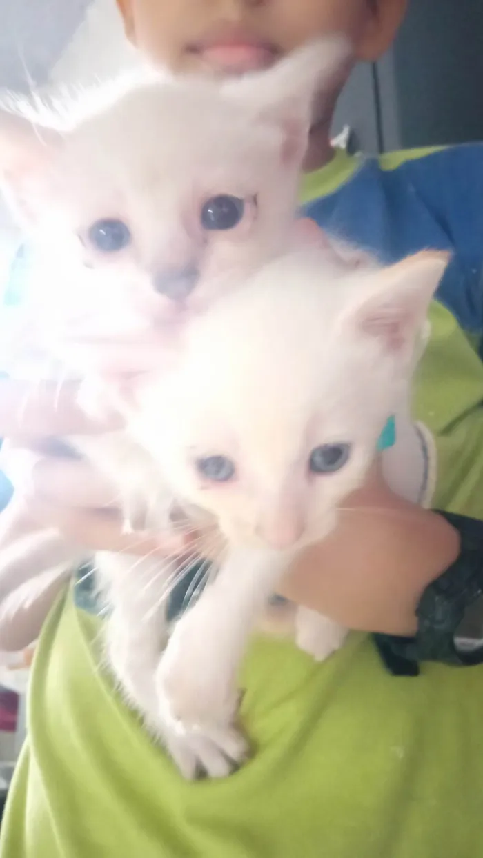 Gato ra a Siamês idade Abaixo de 2 meses nome Gatos 1 mês de idade 