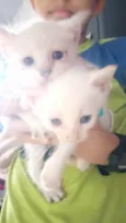 Gatos 1 mês de idade
