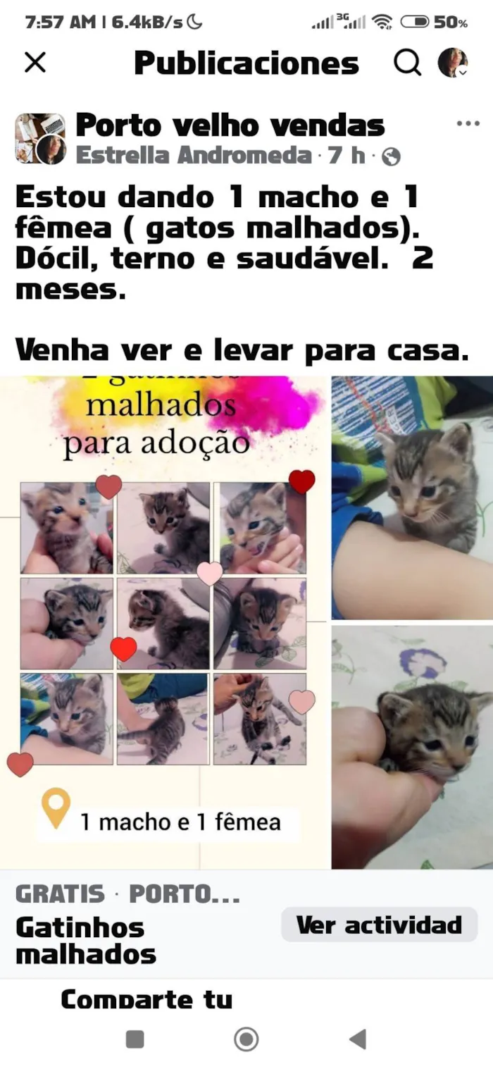 Gato ra a Siamês idade Abaixo de 2 meses nome Gatos 1 mês de idade 