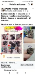 Gatos 1 mês de idade