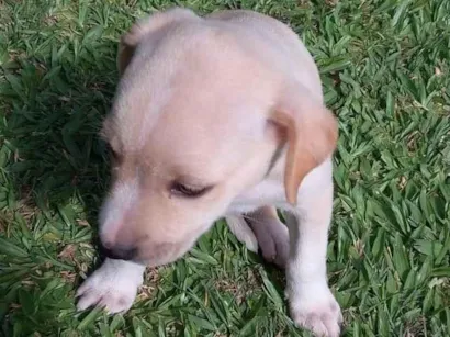 Cachorro raça SRD-ViraLata idade Abaixo de 2 meses nome Mel