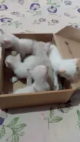 Gatos 1 mês de idade