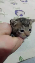 Gatos 1 mês de idade