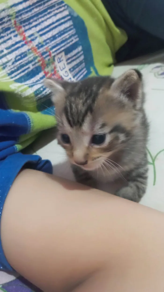 Gato ra a Siamês idade Abaixo de 2 meses nome Gatos 1 mês de idade 