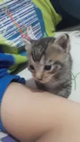 Gatos 1 mês de idade