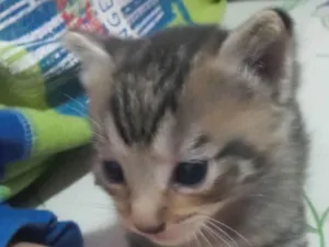 Gato raça Siamês idade Abaixo de 2 meses nome Gatos 1 mês de idade 