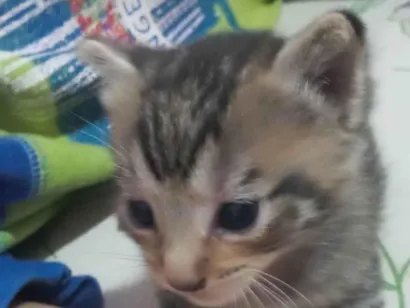 Gato raça Siamês idade Abaixo de 2 meses nome Gatos 1 mês de idade 
