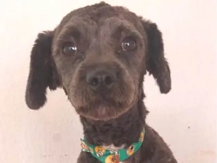 Cachorro ra a SRD-ViraLata idade 7 a 11 meses nome Chico 