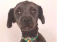 Chico