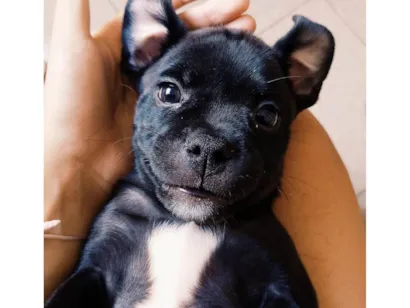 Cachorro raça SRD-ViraLata idade 2 a 6 meses nome Cacau