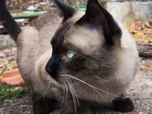 Gato raça Siamês idade 3 anos nome Gato