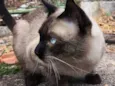 Gato