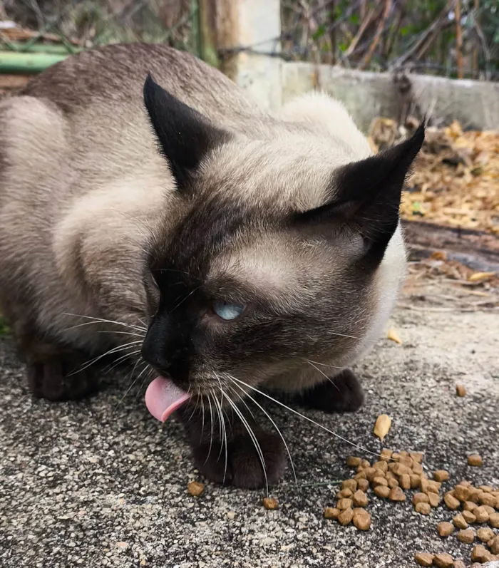 Gato ra a Siamês idade 3 anos nome Gato