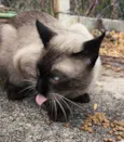 Gato