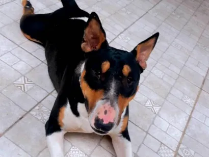 Cachorro raça Bull terrier  idade 1 ano nome Athena 