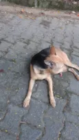 Capitu