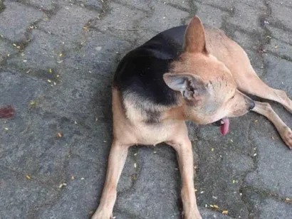 Cachorro raça SRD-ViraLata idade 6 ou mais anos nome Capitu