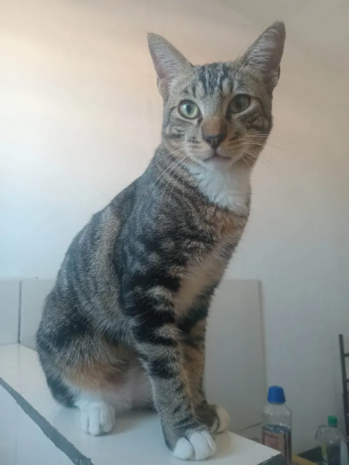 Gato ra a SRD-ViraLata idade 7 a 11 meses nome Sem nome 