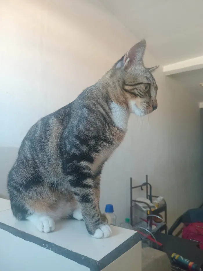 Gato ra a SRD-ViraLata idade 7 a 11 meses nome Sem nome 
