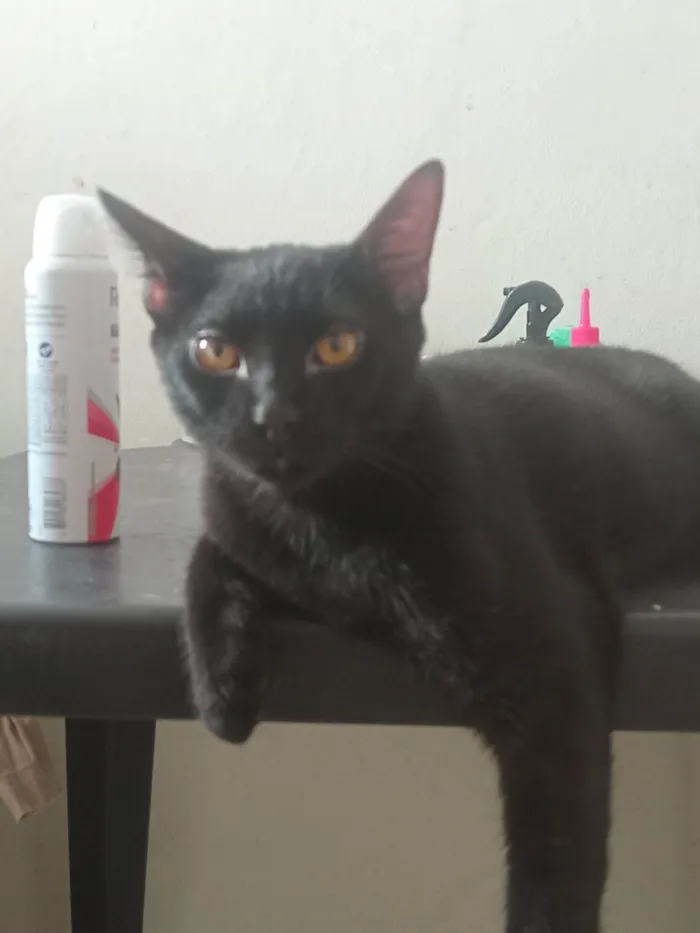 Gato ra a SRD-ViraLata idade 7 a 11 meses nome Sem nome 