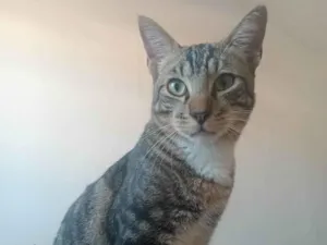 Gato raça SRD-ViraLata idade 7 a 11 meses nome Sem nome 