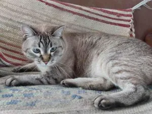 Gato raça SRD-ViraLata idade 7 a 11 meses nome 2 Gatos Urgente