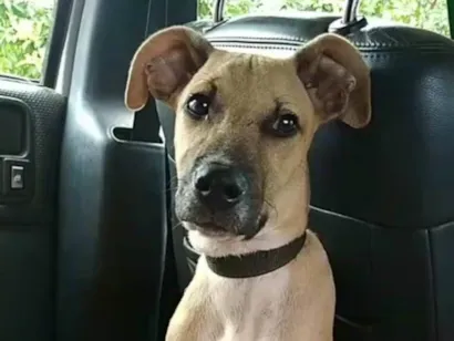 Cachorro raça SRD-ViraLata idade 7 a 11 meses nome Zé 