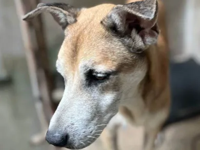 Cachorro raça SRD-ViraLata idade 6 ou mais anos nome Michael