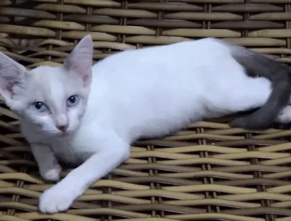 Gato raça SRD-ViraLata idade 2 a 6 meses nome Luna