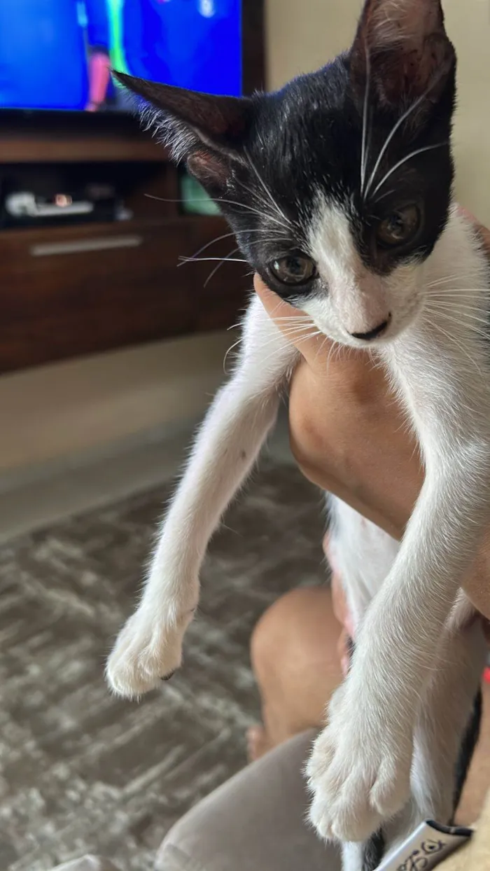 Gato ra a SRD-ViraLata idade 2 a 6 meses nome Tody