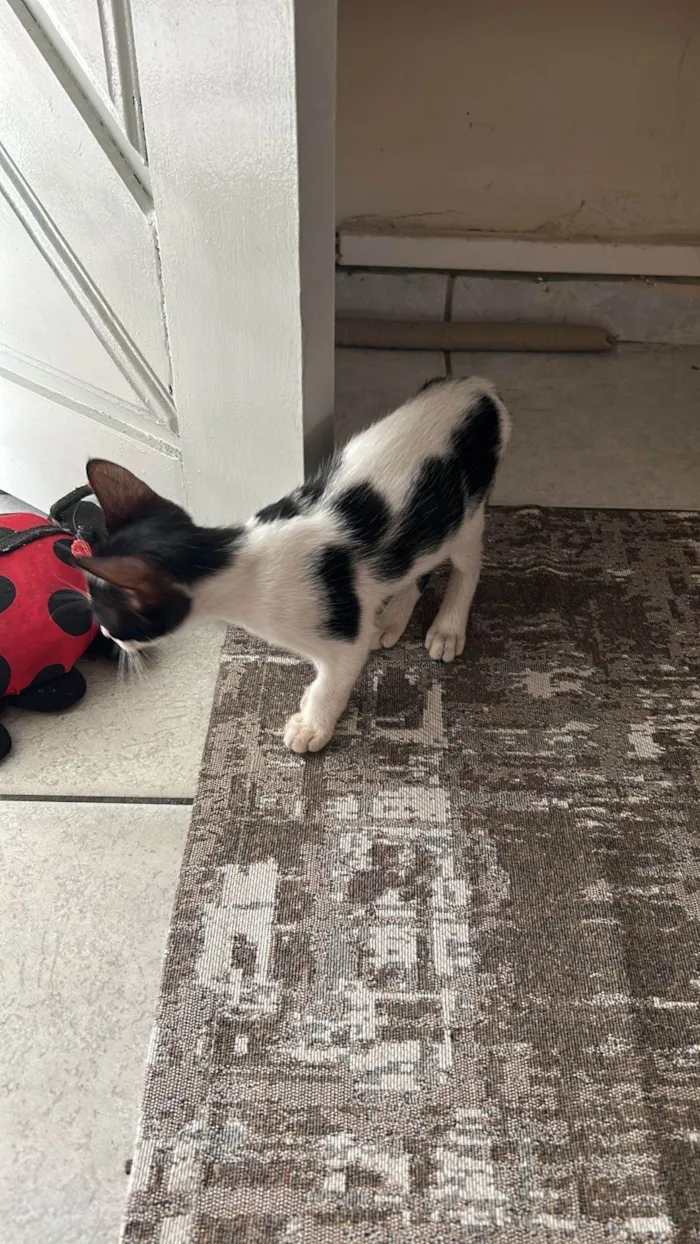 Gato ra a SRD-ViraLata idade 2 a 6 meses nome Tody