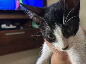 Gato raça SRD-ViraLata idade 2 a 6 meses nome Tody