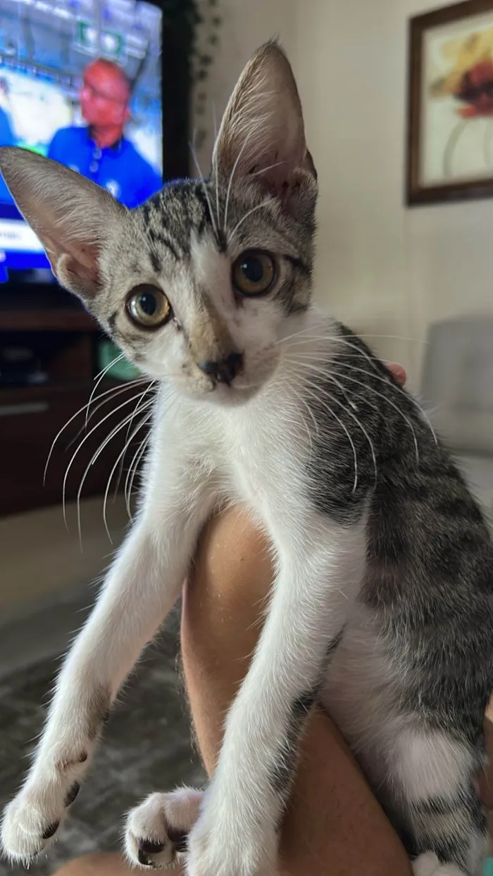 Gato ra a SRD-ViraLata idade 2 a 6 meses nome Tom