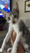 Tom