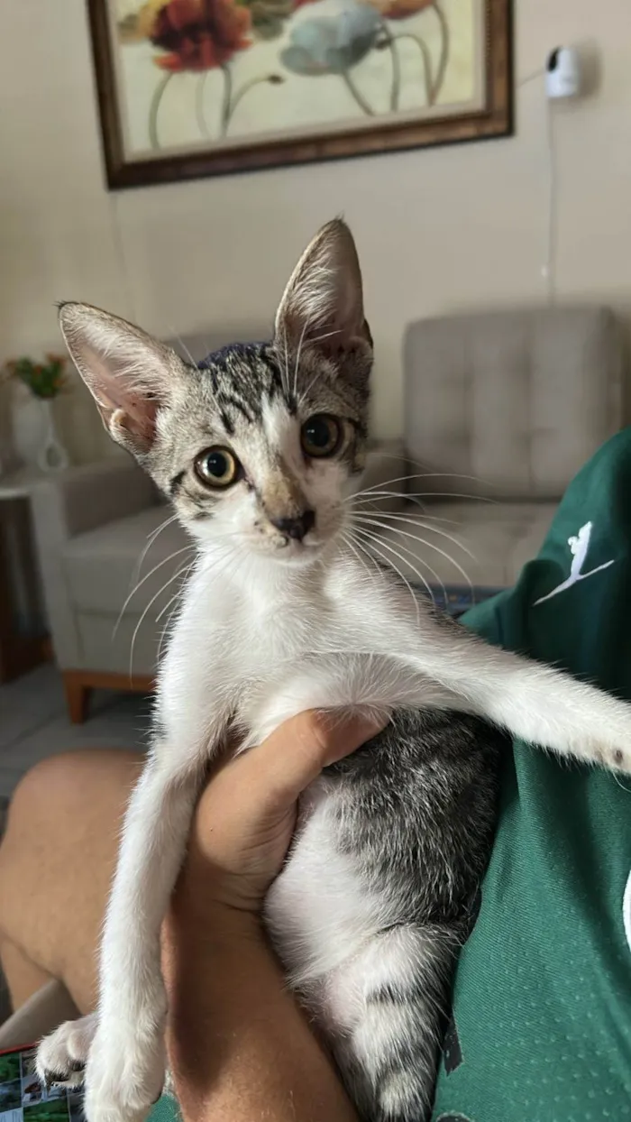 Gato ra a SRD-ViraLata idade 2 a 6 meses nome Tom