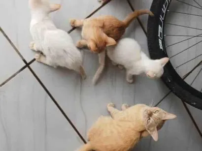 Gato raça SRD-ViraLata idade 1 ano nome tenho um gato que apareceu em casa e ficou aqui, meses depois ela ganhou 4 filhote 3 femea  e 1 macho
