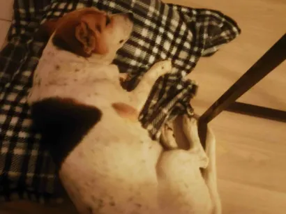 Cachorro raça SRD-ViraLata idade 4 anos nome JESSICA MORAIS SILVA