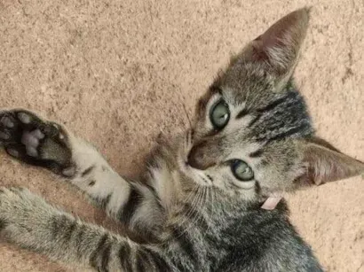 Gato raça SRD-ViraLata idade Abaixo de 2 meses nome Nina