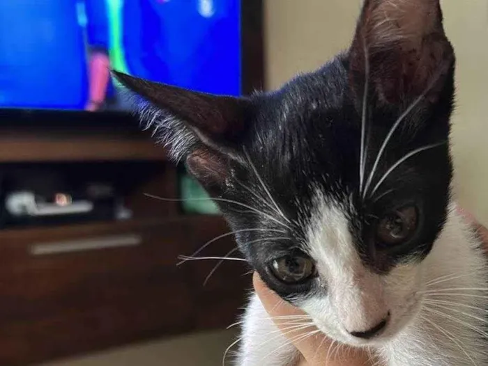 Gato ra a SRD-ViraLata idade 2 a 6 meses nome Tody