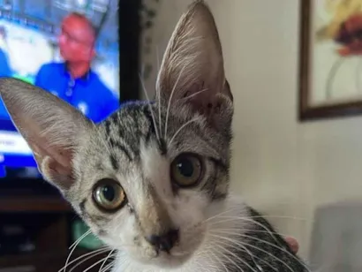 Gato raça SRD-ViraLata idade 2 a 6 meses nome Tom