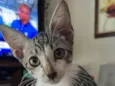 Tom